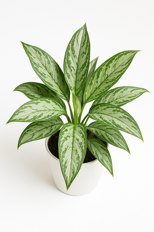 Silver Queen Plant (Air-Purifying)