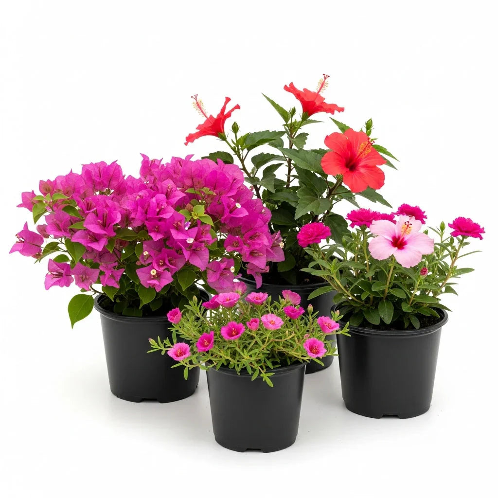 Outdoor Plants
