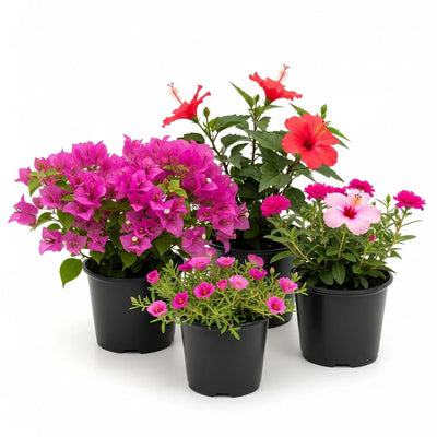 Outdoor Plants