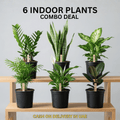 6 Real Indoors Plants for UAE | Beginner Friendly