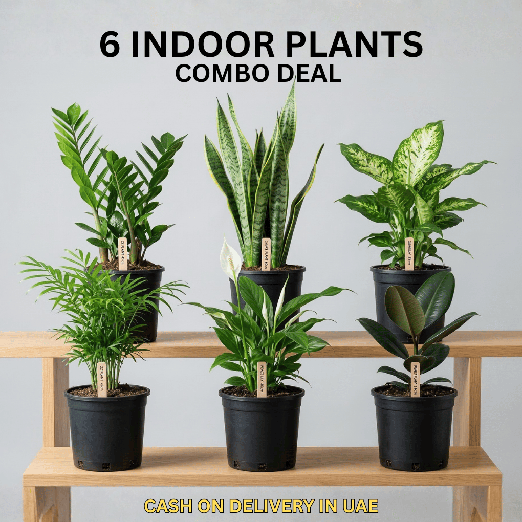 6 Real Indoors Plants for UAE | Beginner Friendly