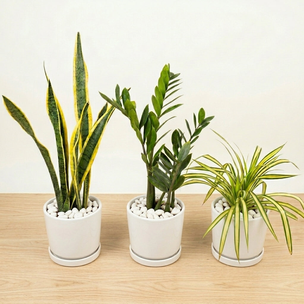 Best Selling Emerald Trio Bundle | 3 Premium Air-Purifying Plants + FREE Money Plant