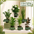 6 Indoor Plants Deal 01 | Beginner Friendly