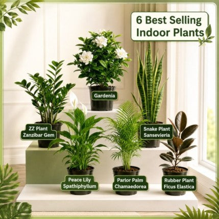 6 Indoor Plants Deal 01 | Beginner Friendly