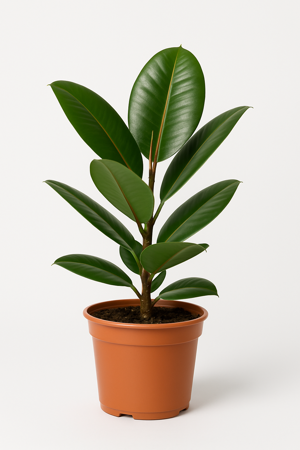 Black Prince Rubber Plant