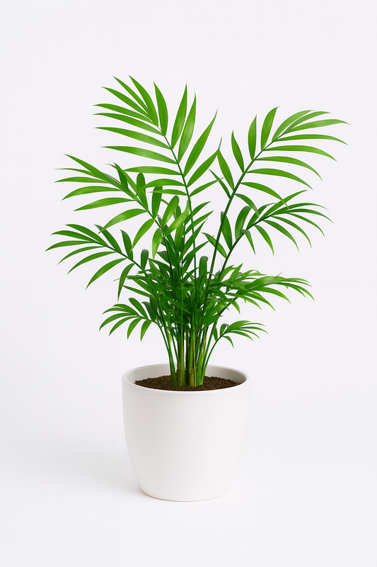 Parlor Palm (Chamaedorea Elegans)