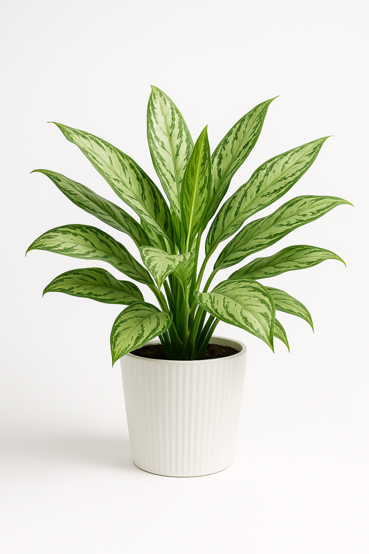 Silver Queen Plant  (Air-Purifying)