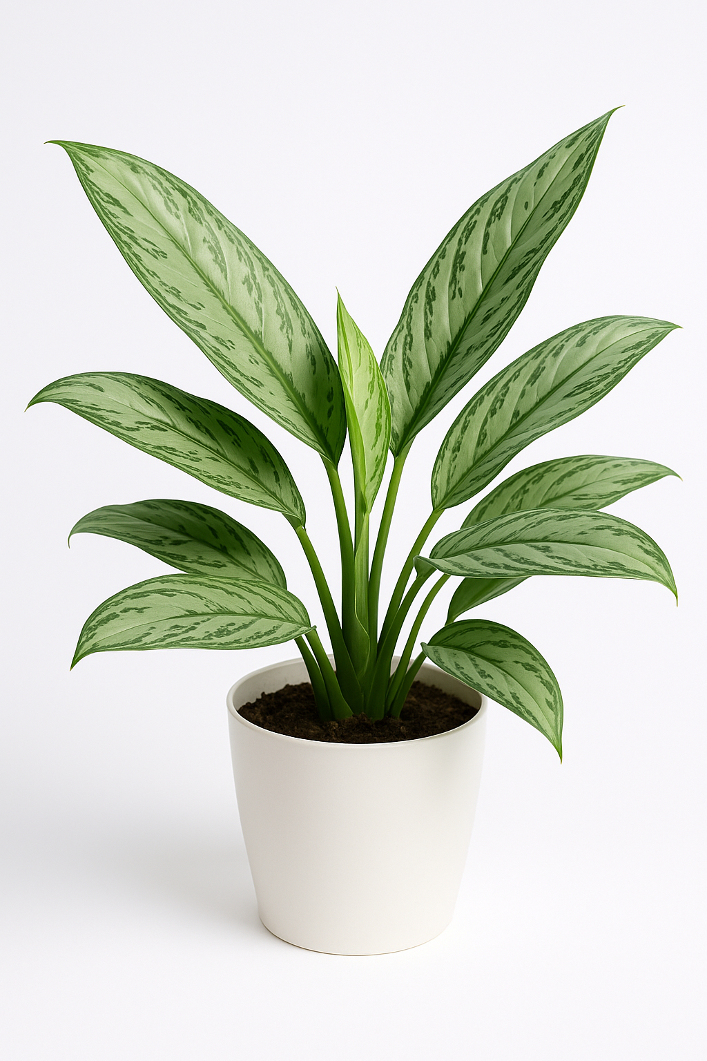 Silver Queen Plant  (Air-Purifying)