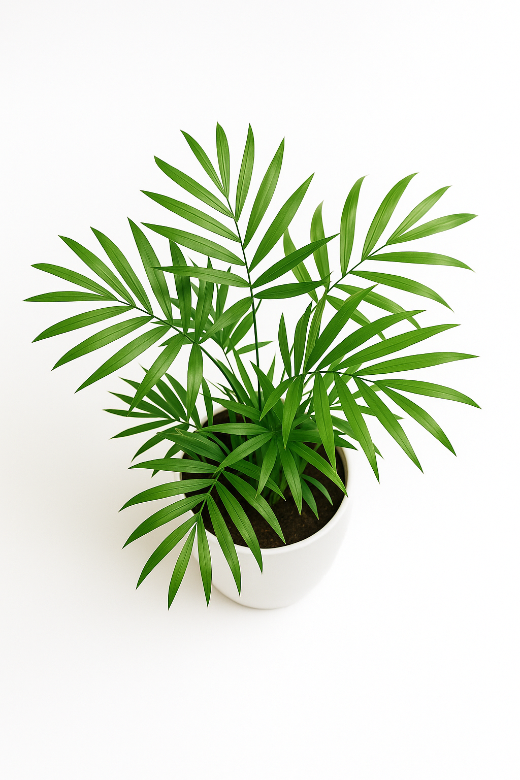 Parlor Palm (Chamaedorea Elegans)