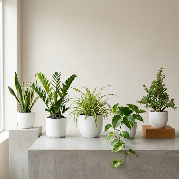 5 PLANTS DEAL FOR UAE