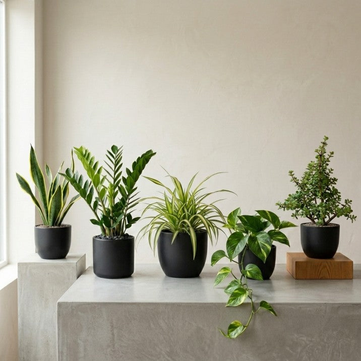 5 PLANTS DEAL FOR UAE