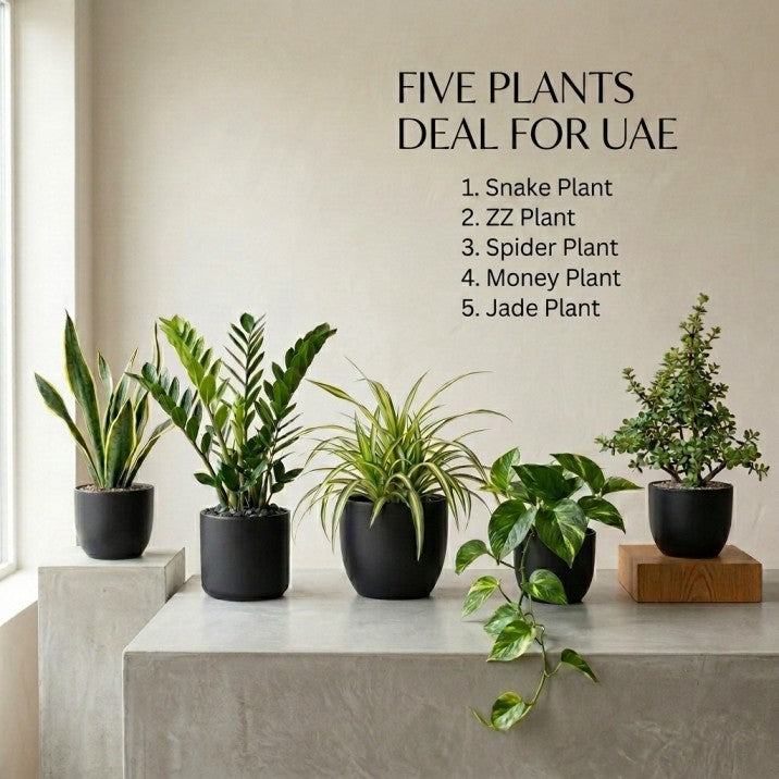 5 PLANTS DEAL FOR UAE