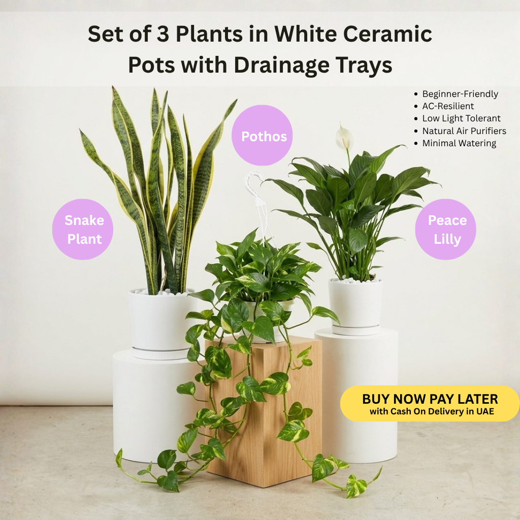 "Easy-Care Trio" Bundle | Snake Plant, Peace Lily & Golden Pothos