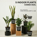 5 Real Indoors Plants for UAE | Beginner Friendly