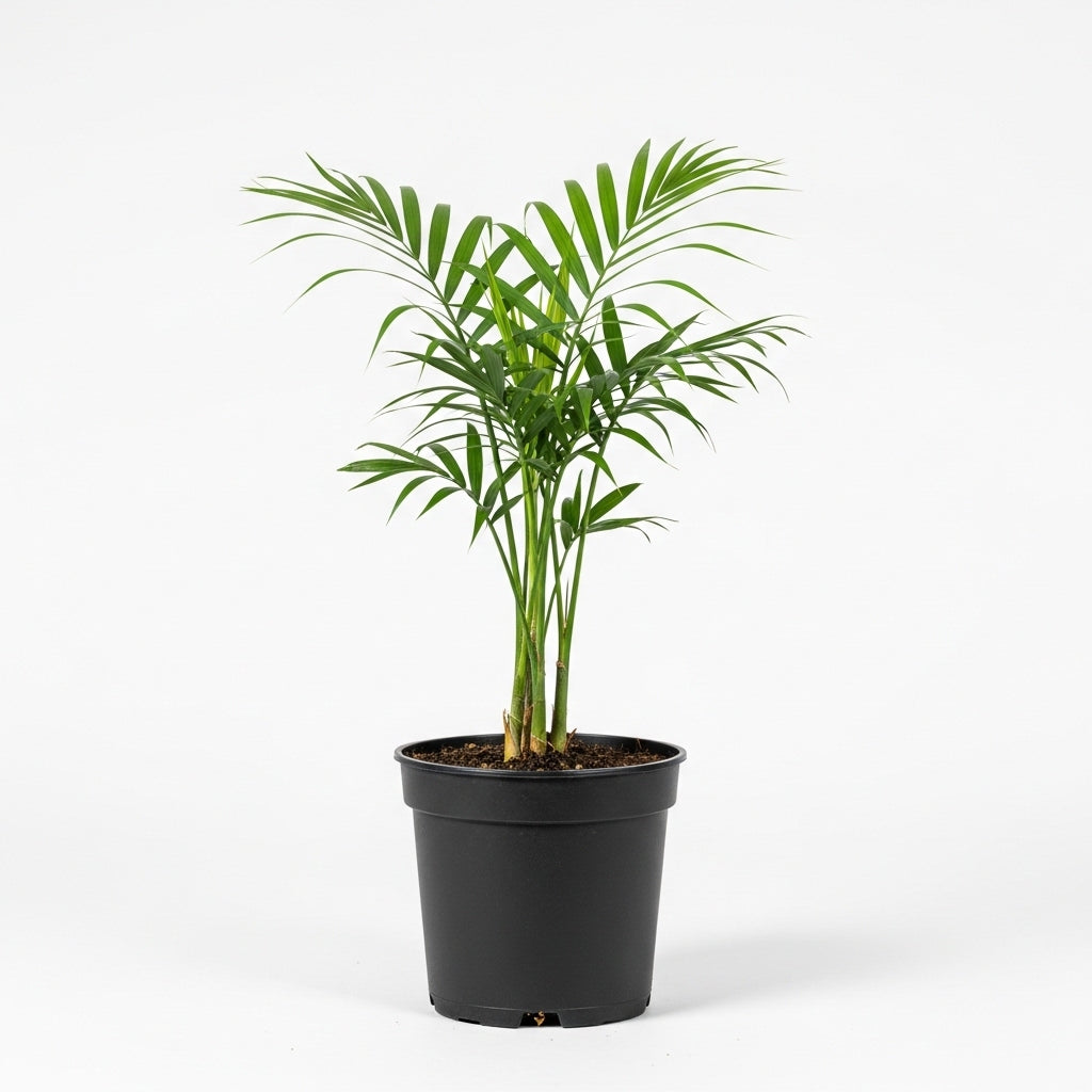 Bamboo Palm - Chamaedorea Elegans