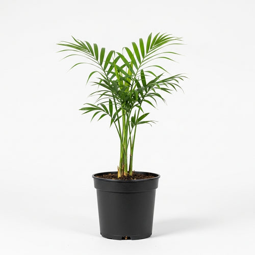 Bamboo Palm - Chamaedorea Elegans