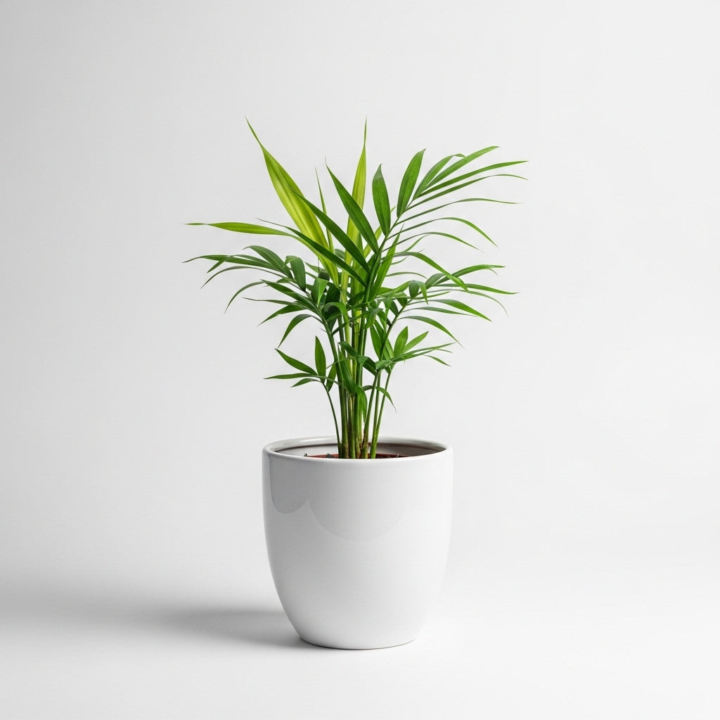 Bamboo Palm - Chamaedorea Elegans