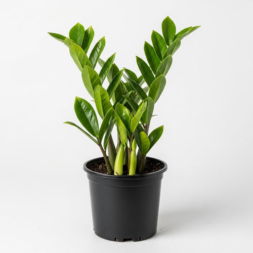 ZZ Plant - Zanzibar Gem