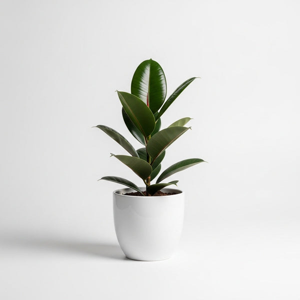 Rubber Plant - Ficus Elastica