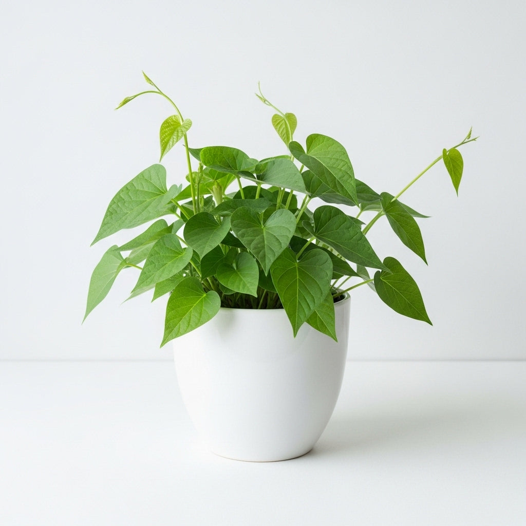 Dwarf Morning Glory - Evolvulus