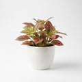 Hypoestes Mix – Polka Dot Plant