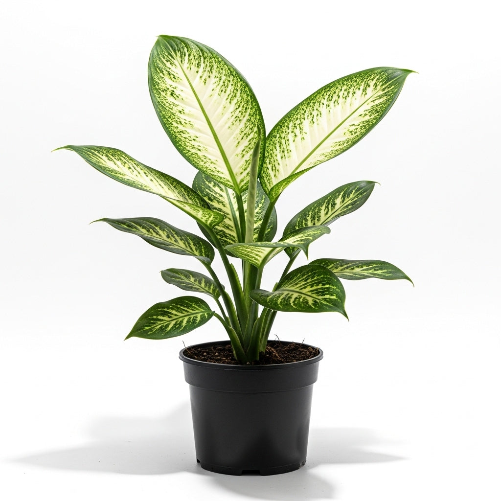 Dieffenbachia Camilla - Dumb Cane