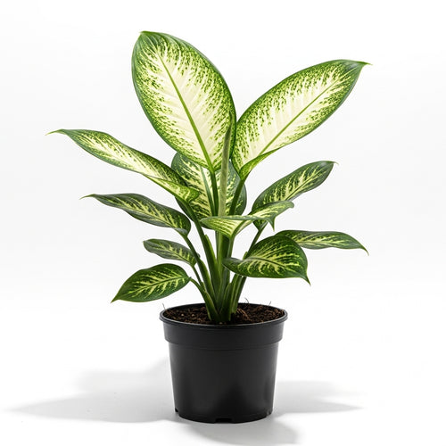 Dieffenbachia Camilla - Dumb Cane