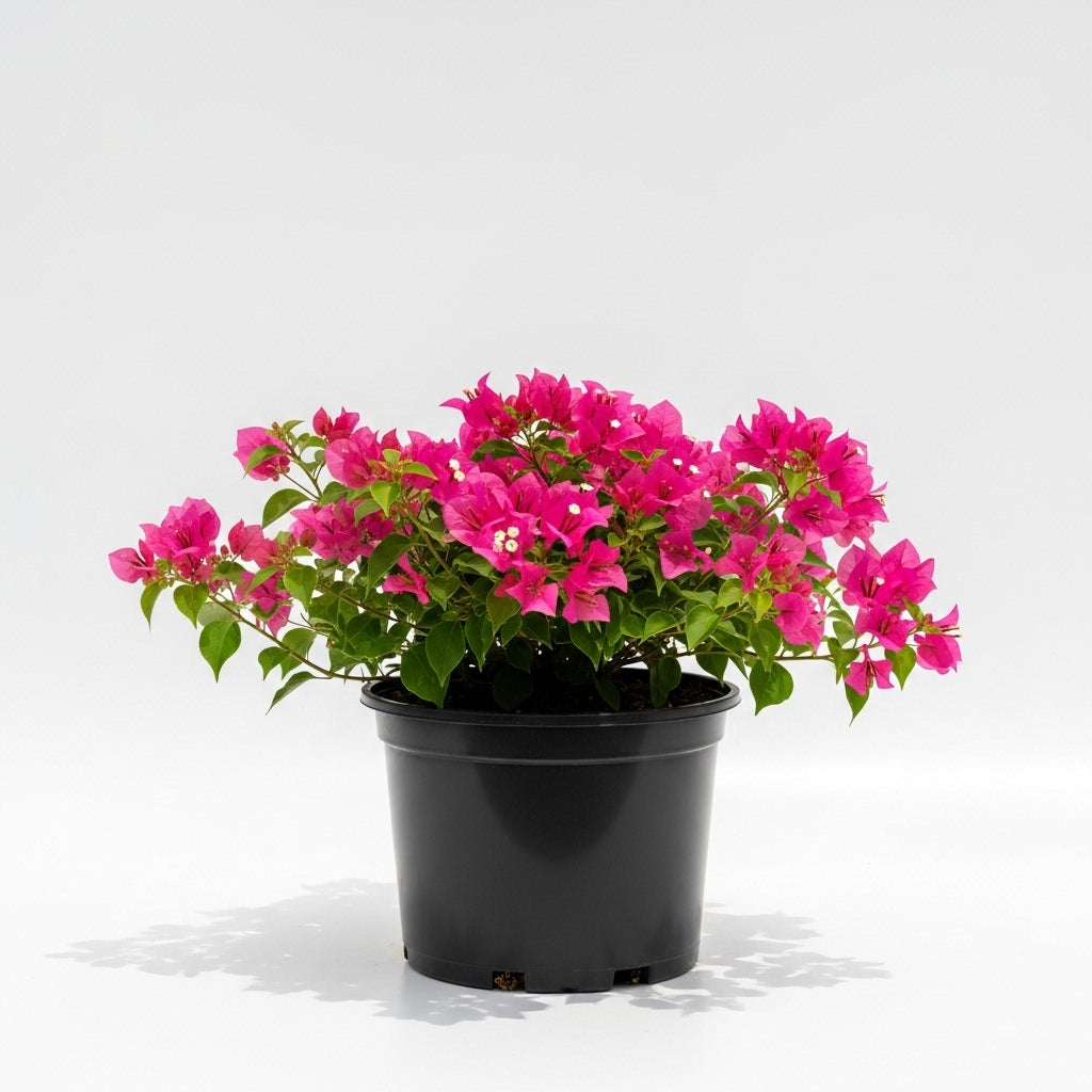 Bougainvillea Pink Pixie