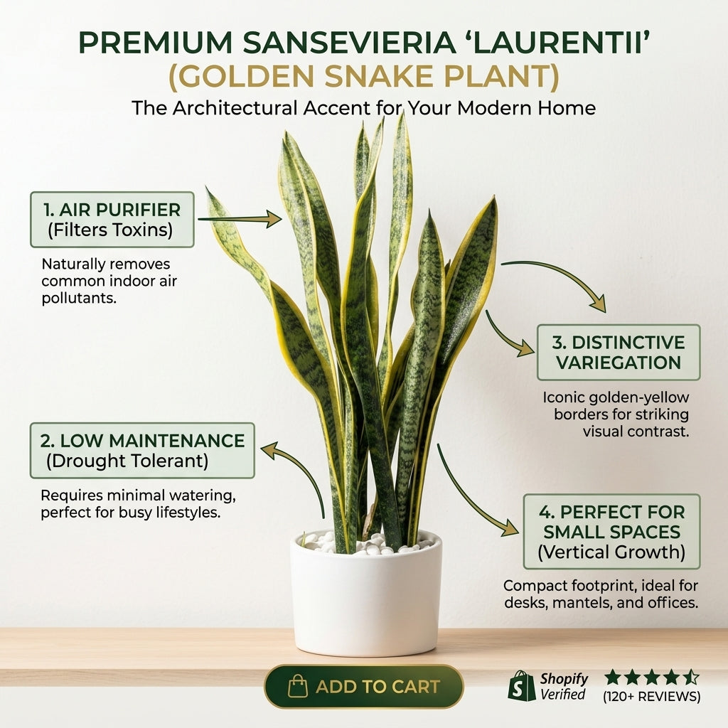 "Easy-Care Trio" Bundle | Snake Plant, Peace Lily & Golden Pothos