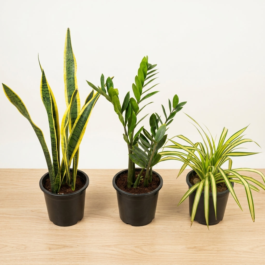 Best Selling Emerald Trio Bundle | 3 Premium Air-Purifying Plants + FREE Money Plant