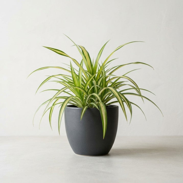5 PLANTS DEAL FOR UAE