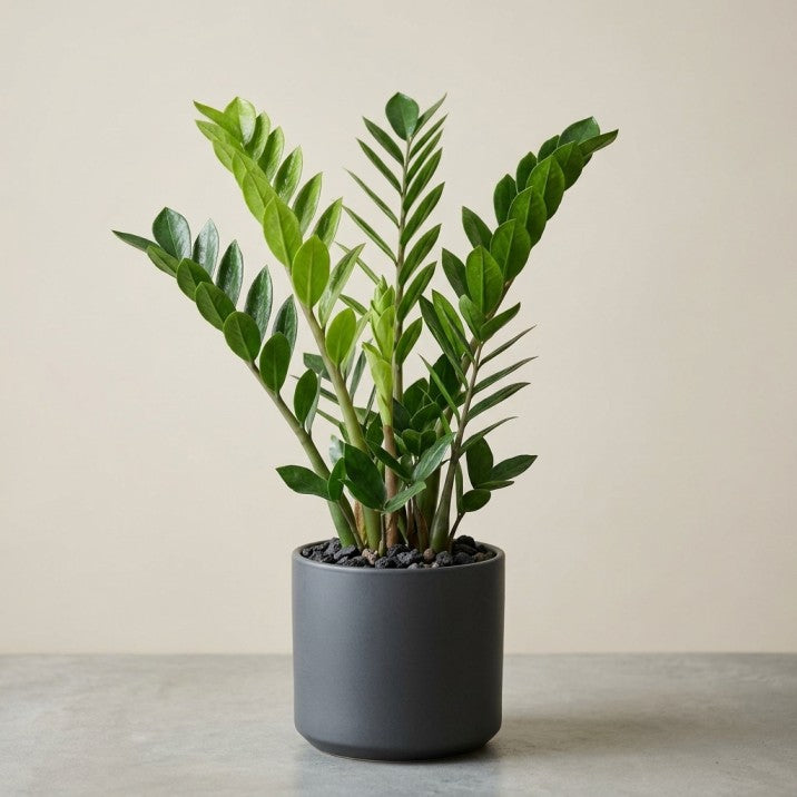 5 PLANTS DEAL FOR UAE