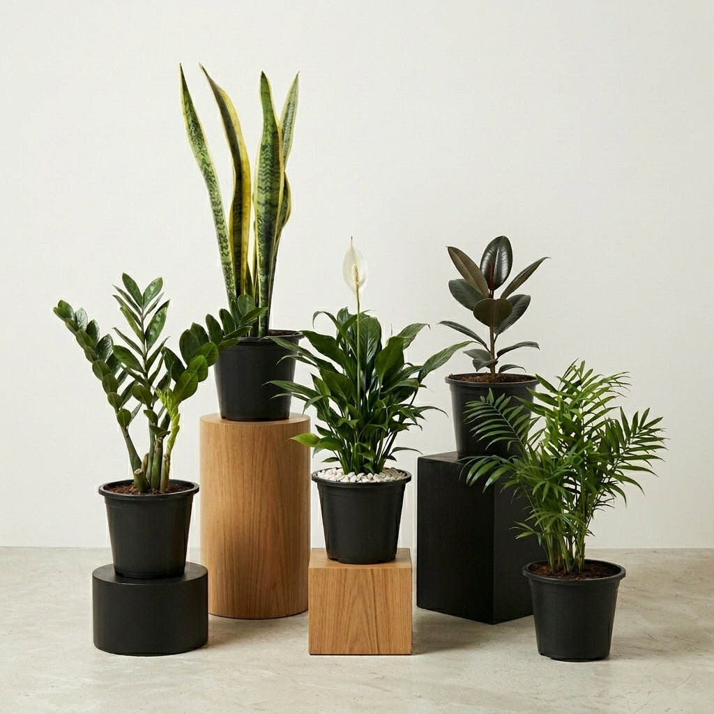 5 Real Indoors Plants for UAE | Beginner Friendly