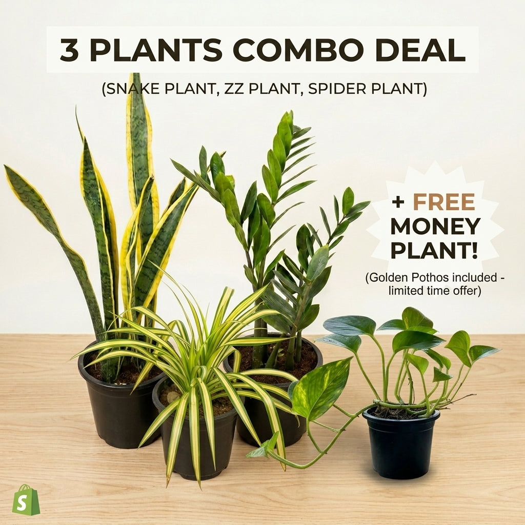 Best Selling Emerald Trio Bundle | 3 Premium Air-Purifying Plants + FREE Money Plant