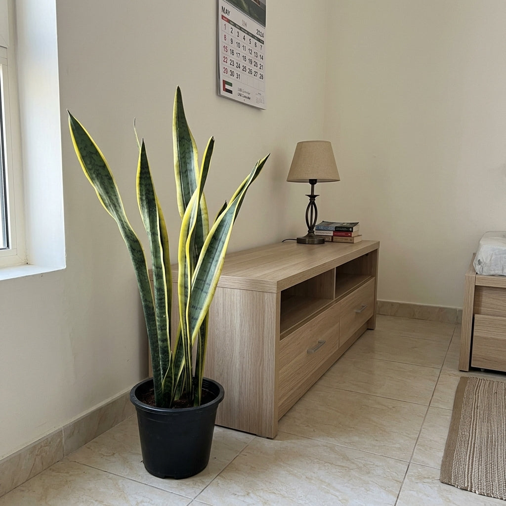 Best Selling Emerald Trio Bundle | 3 Premium Air-Purifying Plants + FREE Money Plant
