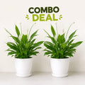 2 Plant Deal (Peace Lily)