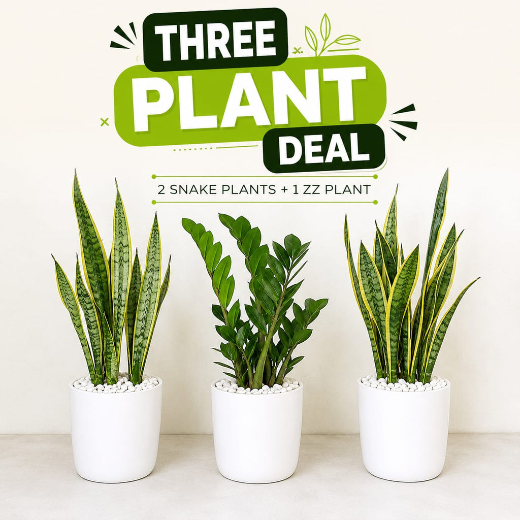 3 Plants Deal (2 Snake Plants + 1 ZZ Plant)