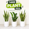 3 Plants Deal (2 Snake Plants + 1 ZZ Plant)