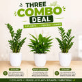 3 Plants Deal (2 ZZ Plants + 1 Peace Lily)