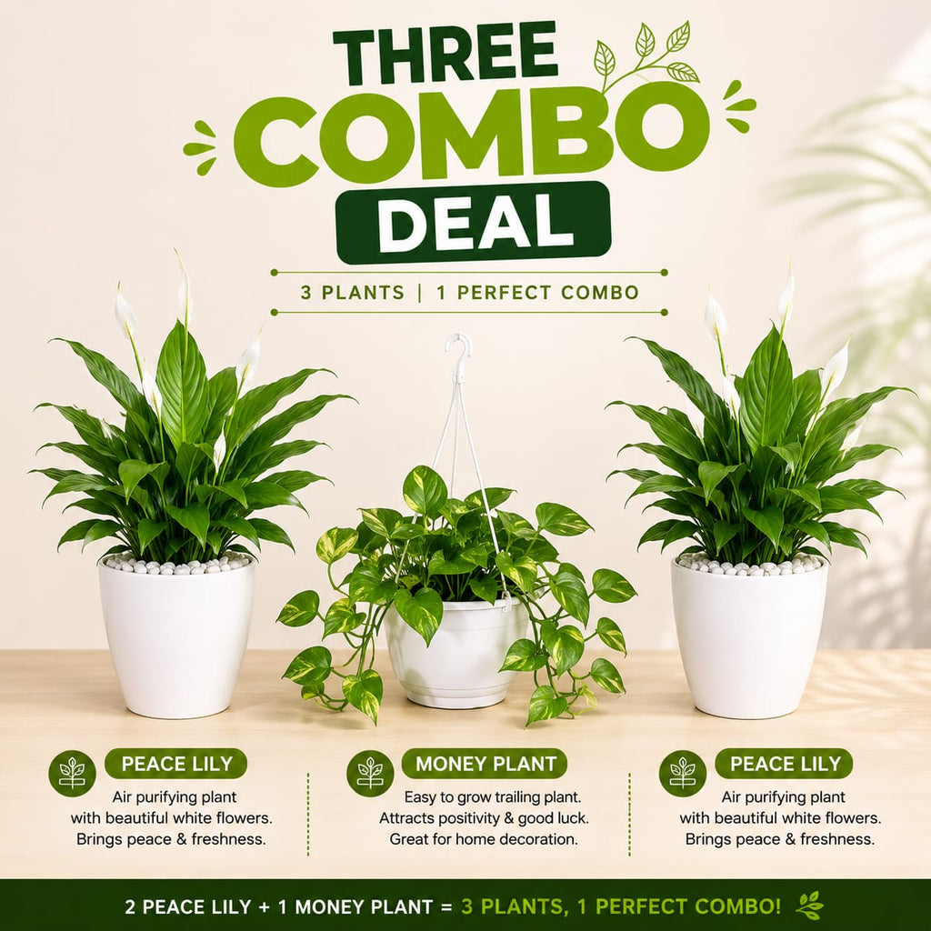 3 Plants Deal (2 Peace Lily Plants + 1 Money Plant)
