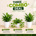 3 Plants Deal (2 Peace Lily Plants + 1 Money Plant)
