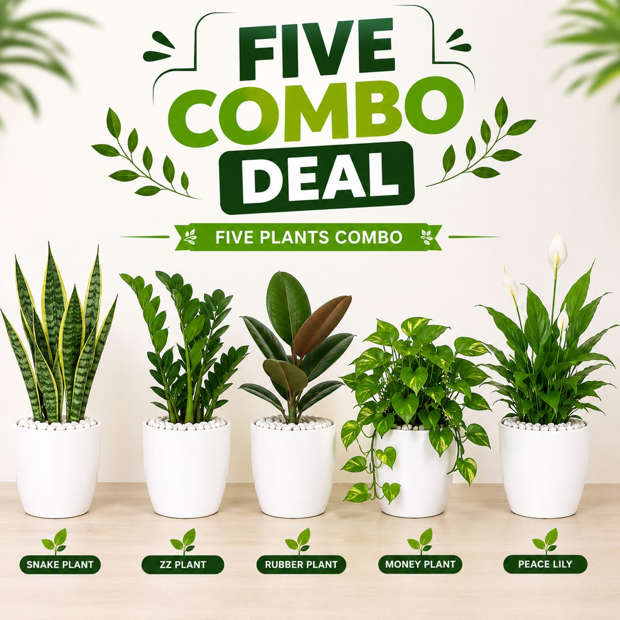 5 Plants Deal (Snake Plant, ZZ Plant, Rubber Plant, Money Plant, Peace Lily)
