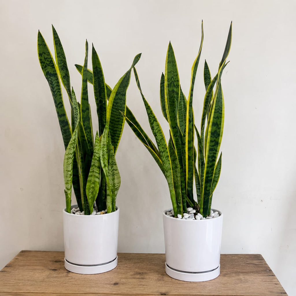 Premium Snake Plant in White Ceramic Pot