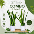 Premium Snake Plant in White Ceramic Pot