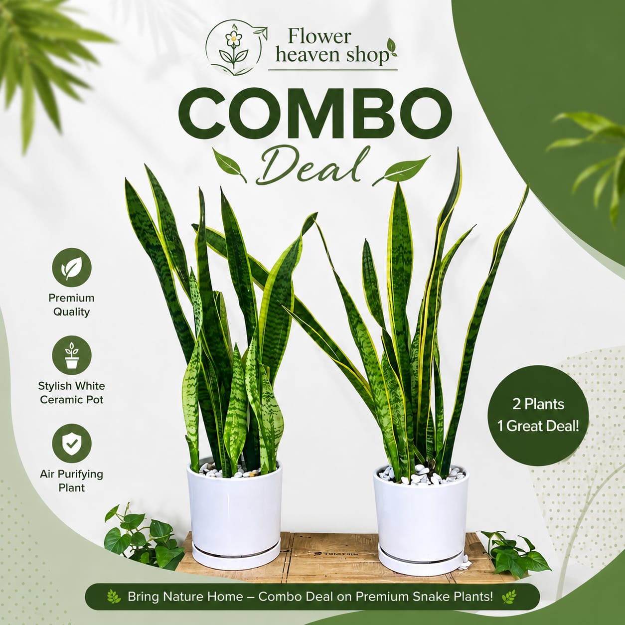 Premium Snake Plant in White Ceramic Pot