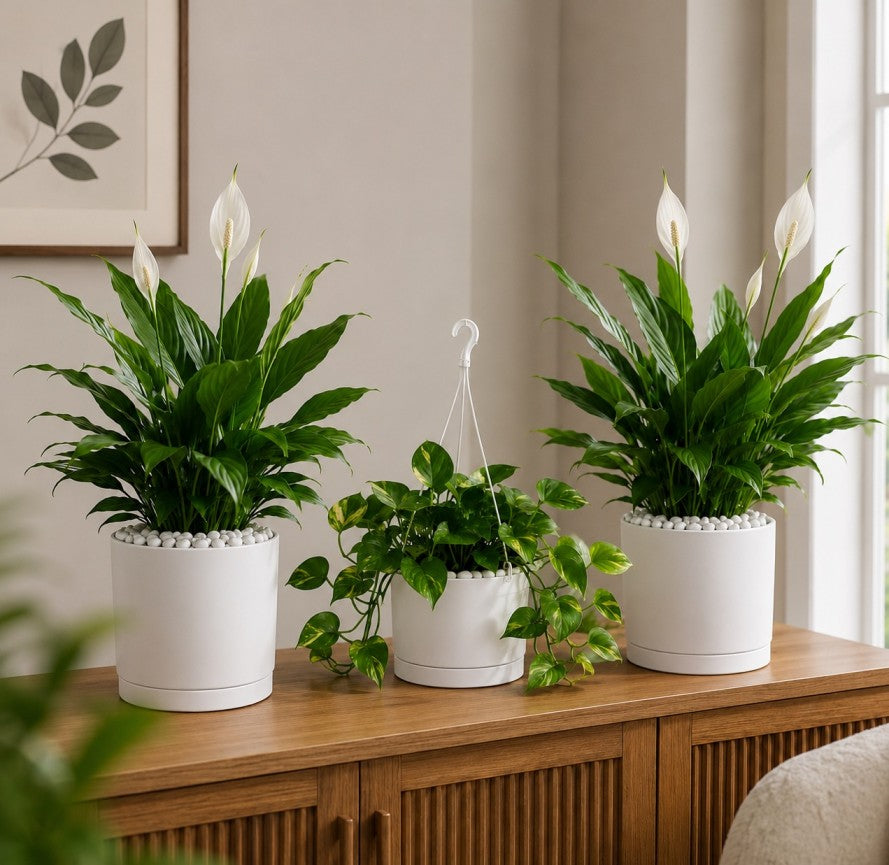 3 Plants Deal (2 Peace Lily Plants + 1 Money Plant)
