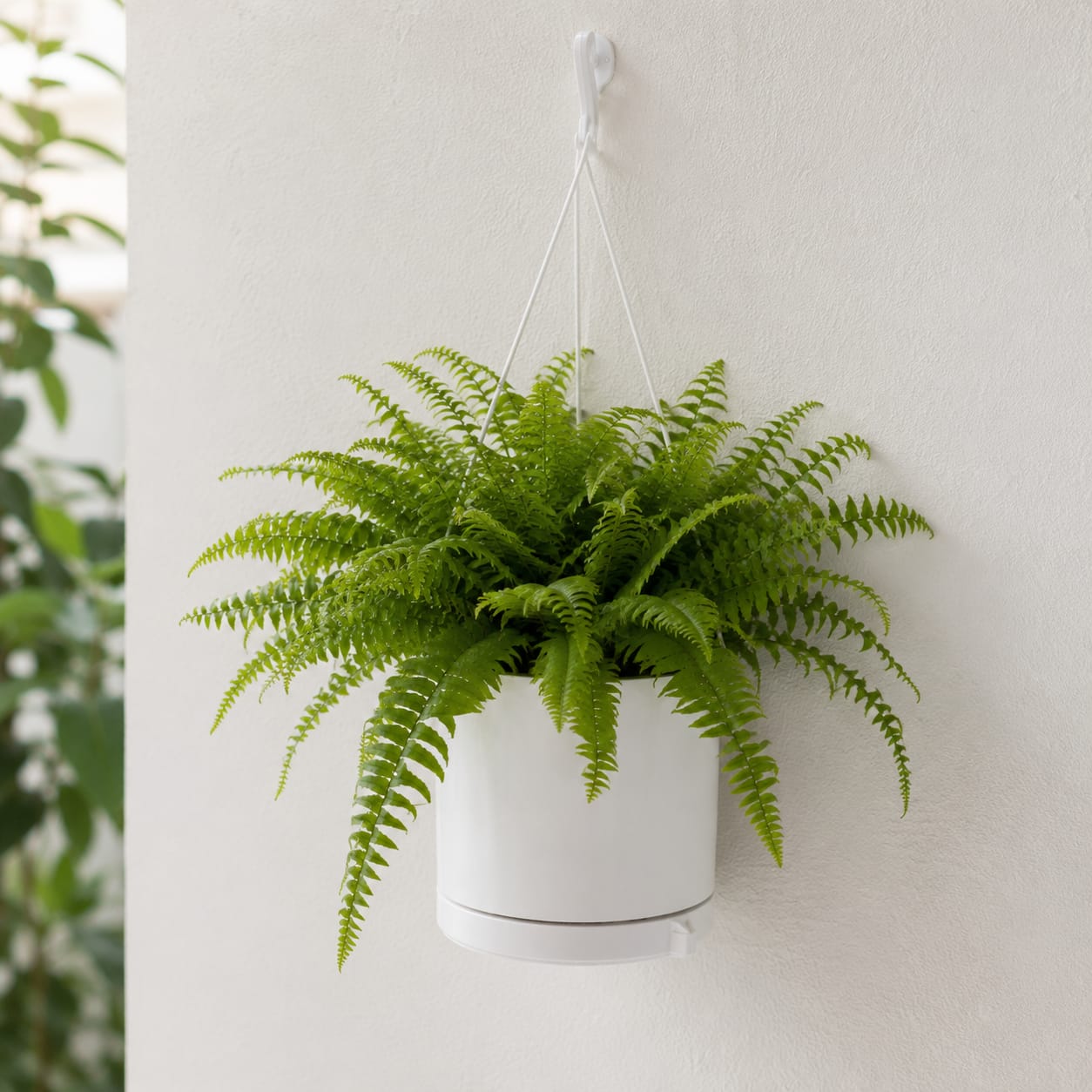 Boston Fern