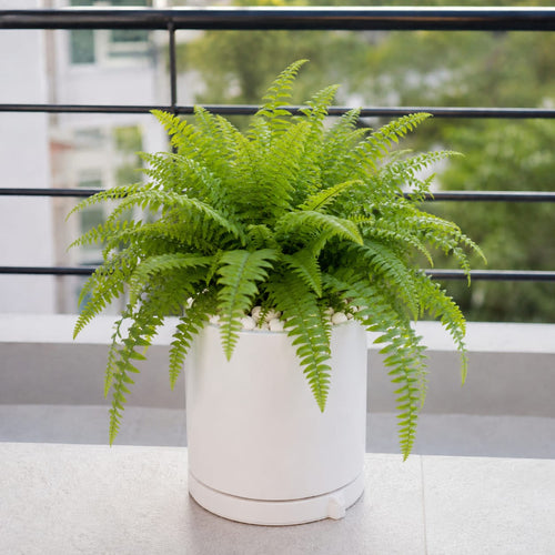 Boston Fern