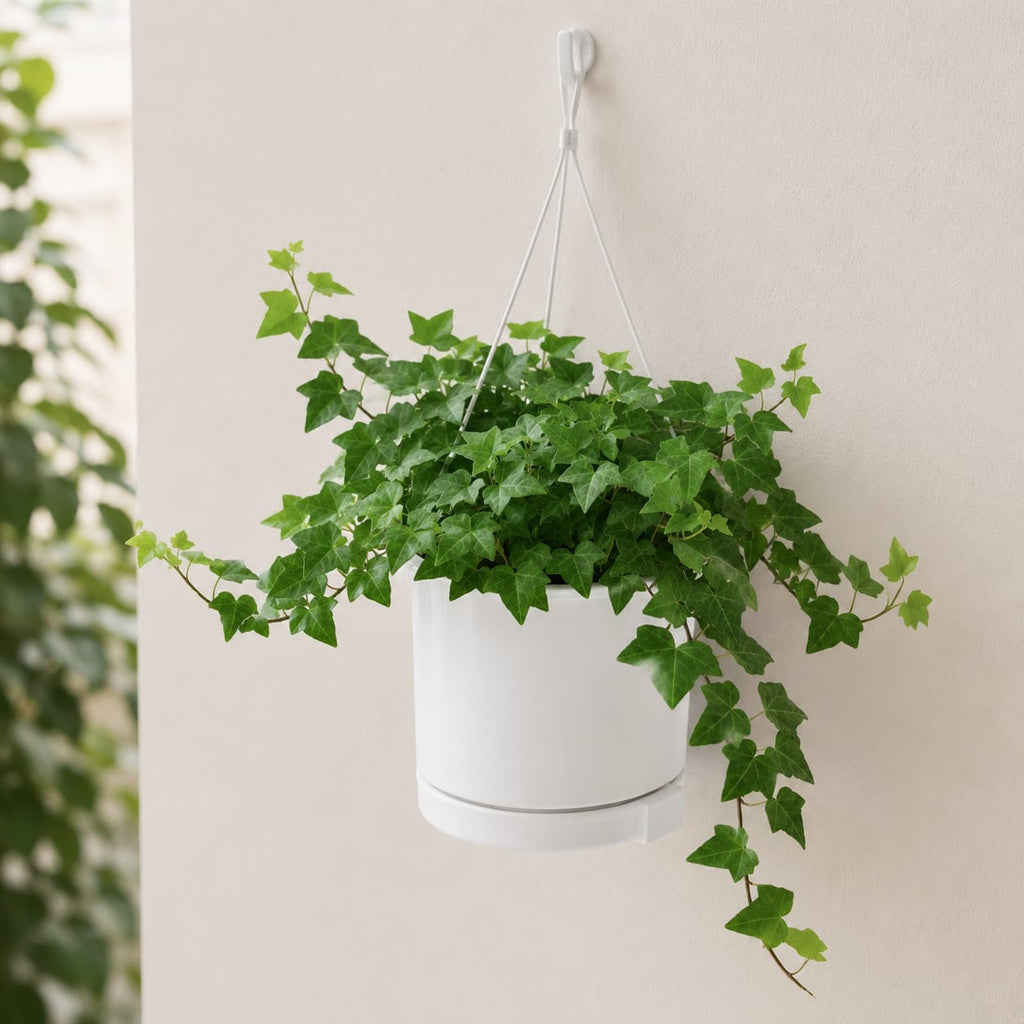 English Ivy