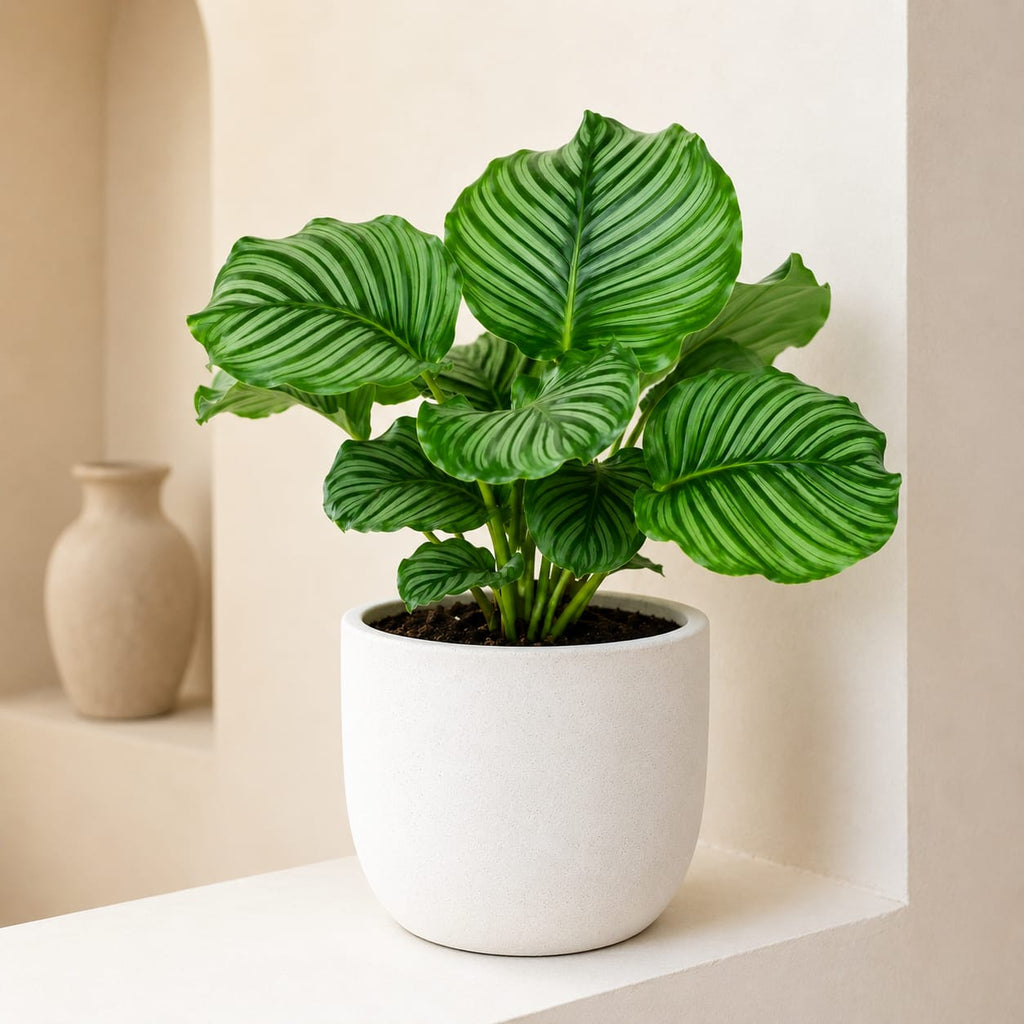 Calathea Orbifolia